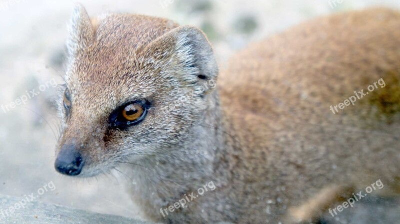 Weasel Animal Wild Wildlife Nature