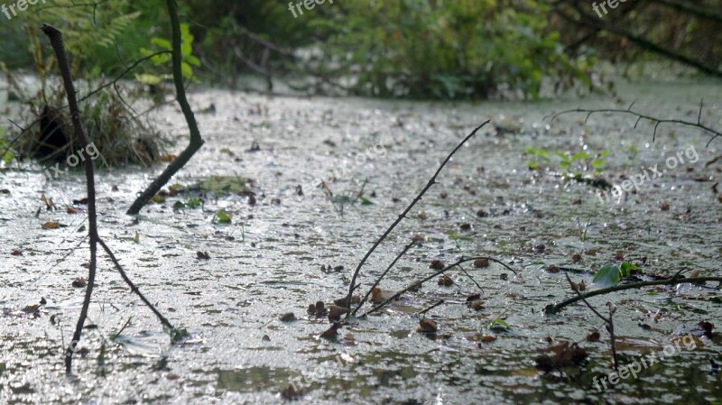 Bog Wet Water Pond Swamp