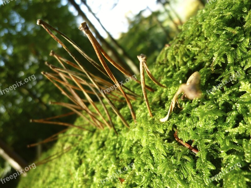 Autumn Pine Needles Moss Landart Forest