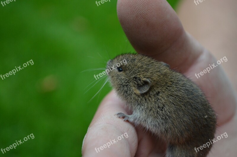 Mouse Nager Field Mouse Animal Cute