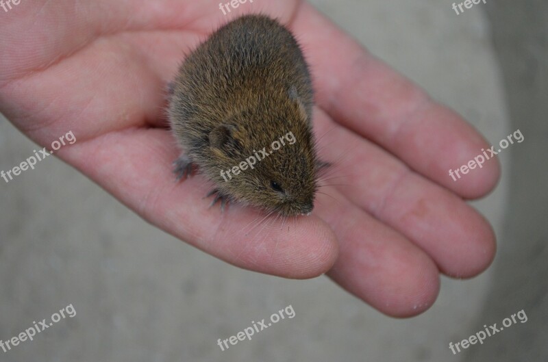 Mouse Field Mouse Animal Cute Trustful