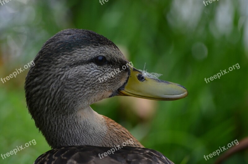 Duck Water Bird Bird Head Animal Portrait