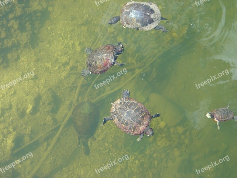 Turtles Water Lake Pond Reptiles