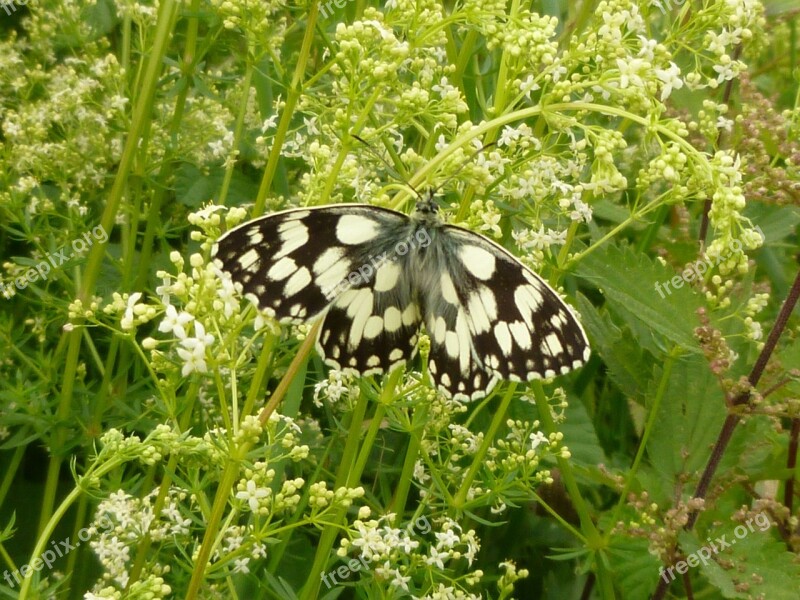 Butterfly Chess Board Free Photos