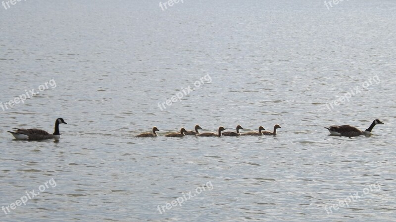 Gosling Anatidae Goose Waterfowl Lake