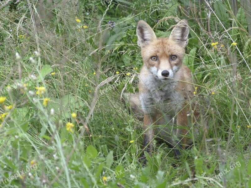 Fuchs Animal Watch Free Photos