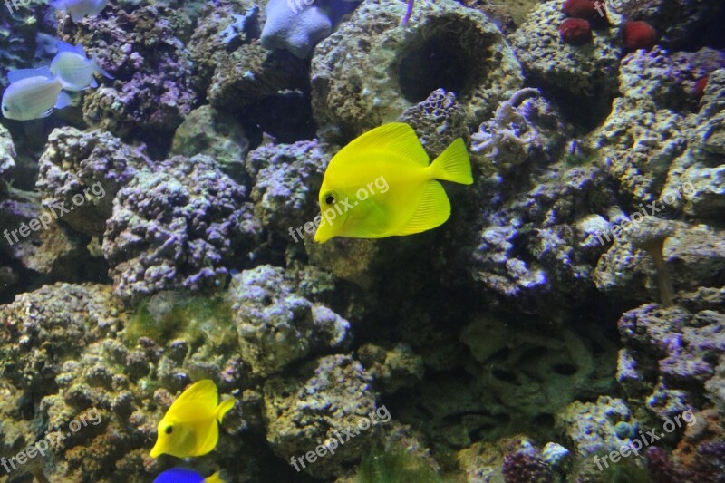 Yellow Surgeon Zebrasoma Flavescens Exotic Fish Yellow Aquarium