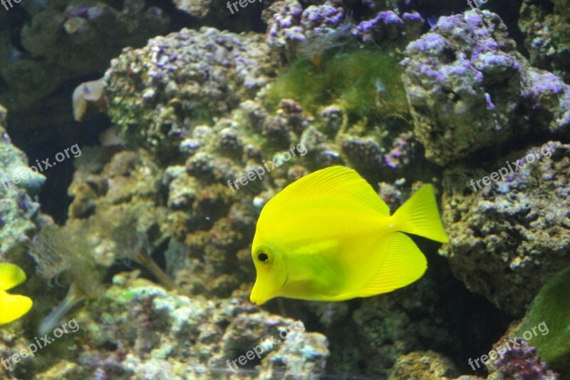 Yellow Surgeon Zebrasoma Flavescens Fish Yellow Aquarium