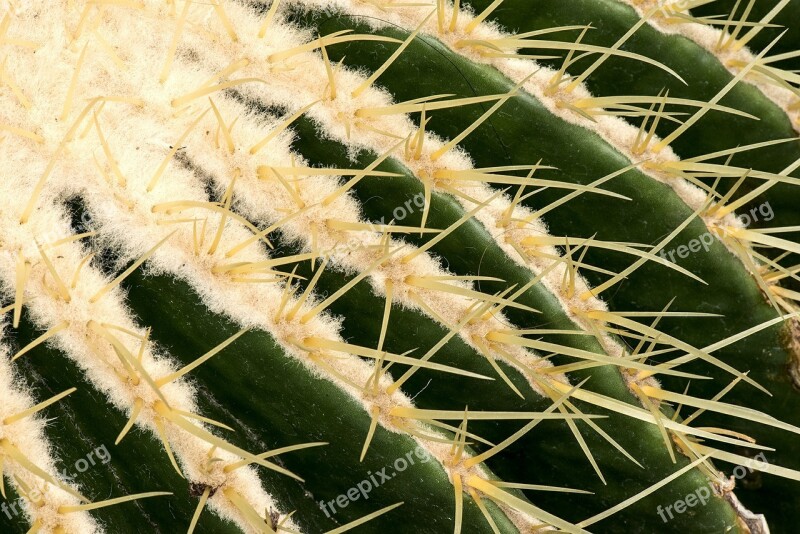 Needles Cactus Plant Botany Closeup