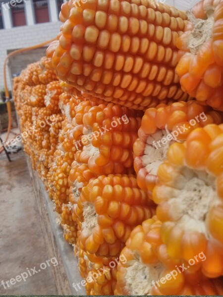 Corn Harvest Farmhouse Free Photos