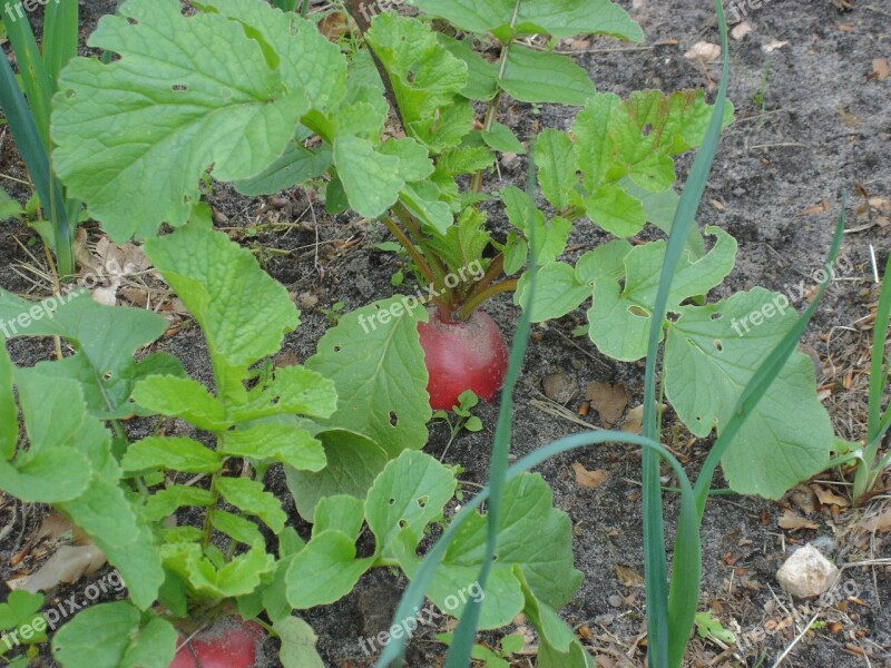 Beetroot Garden Will Bed Vegetables