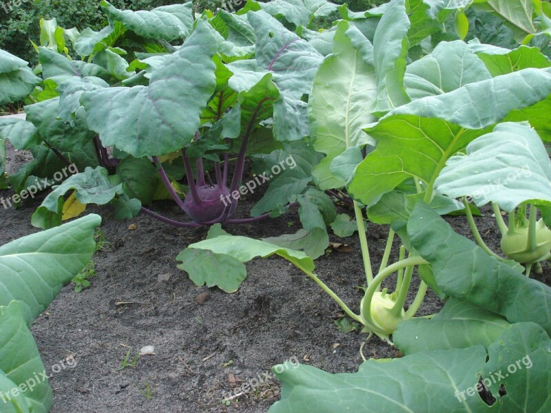 Kohlrabi Vegetables Harvest Garden Cultivation Fresh