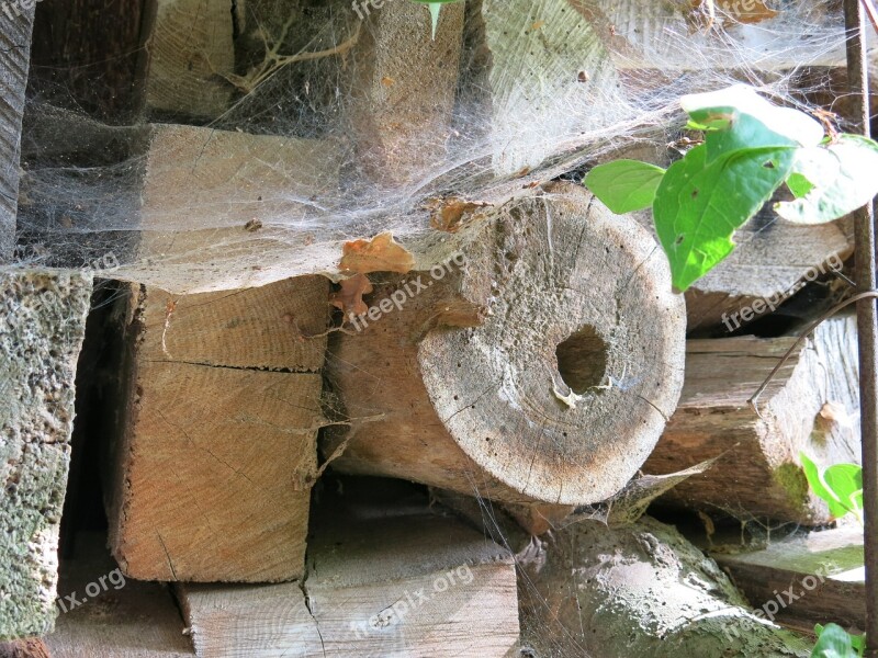 Wood Spider Webs Leaves Late Summer Combs Thread Cutting