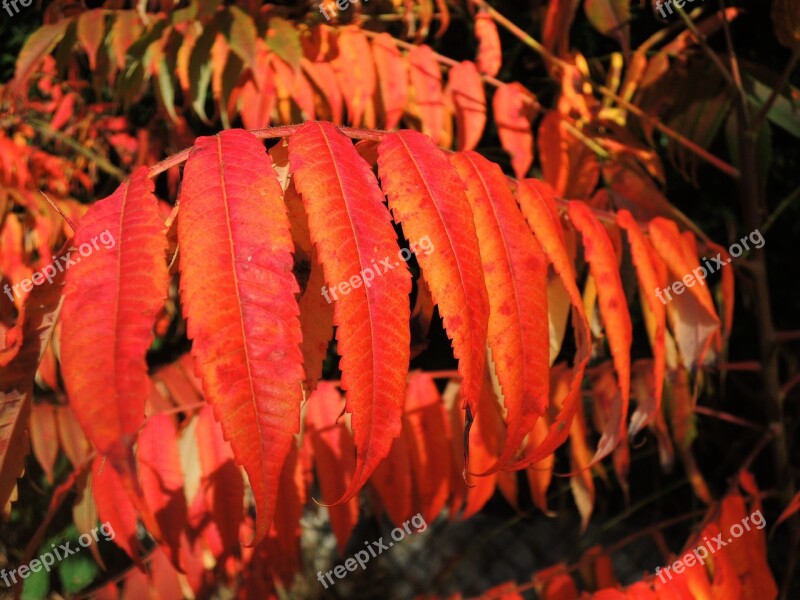 Leaves Red Autumn Colorful Fall Foliage