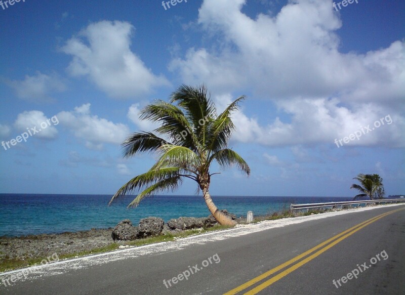 San Andres Colombia Palm Tree Beach