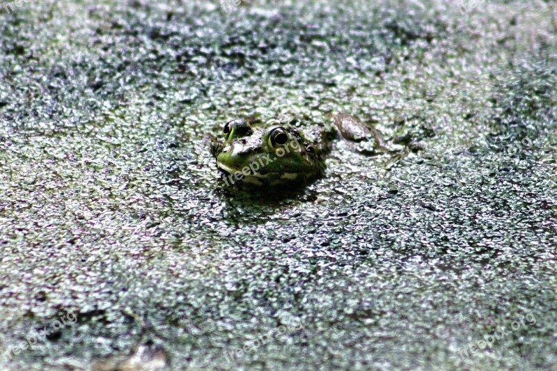 Frog Green Amphibian Wildlife Eye