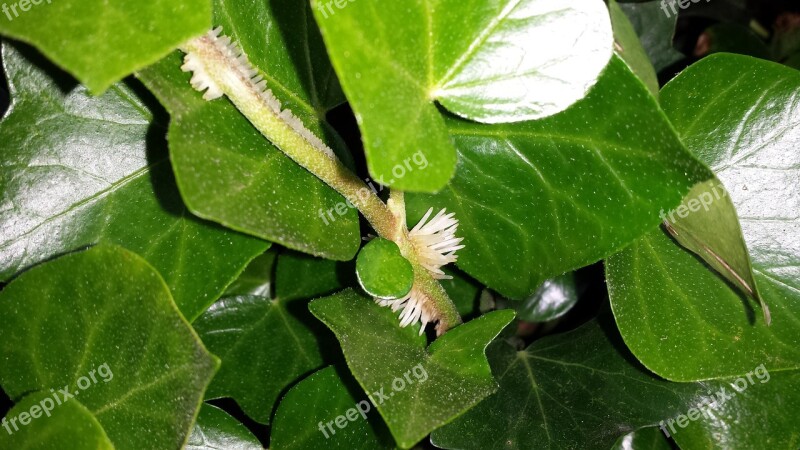 Ivy Climber Plant Green Incomplete Leaves