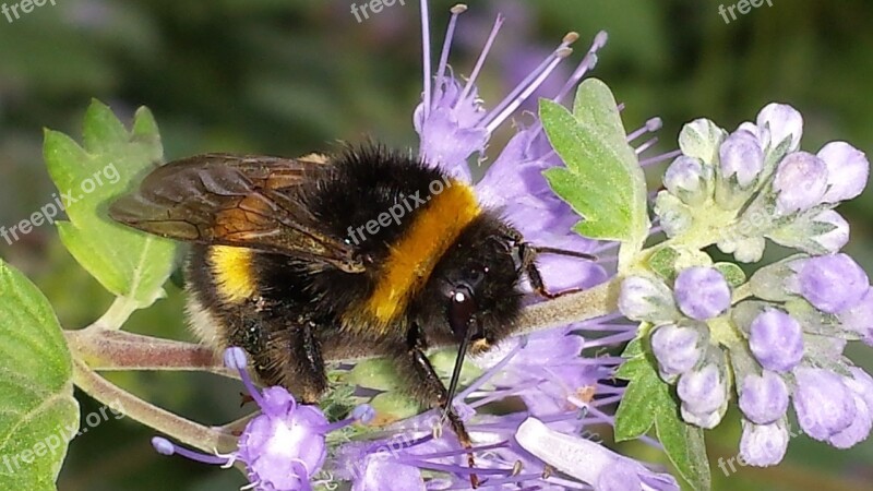 Hummel Bee Insect Blossom Bloom