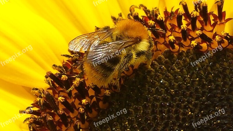 Hummel Sunflower Insect Pollination Blossom