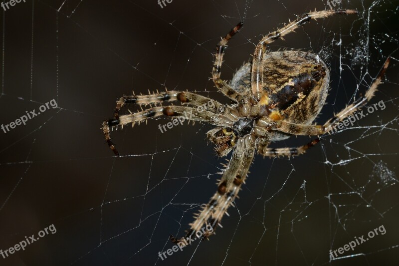 Spider Araneus Macro Cobweb Web