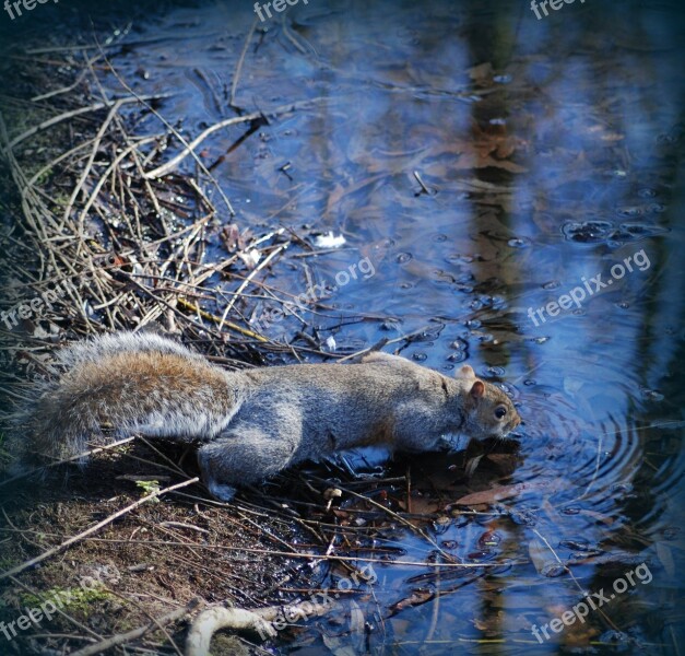 Squirrel Drink Water Animal Wildlife