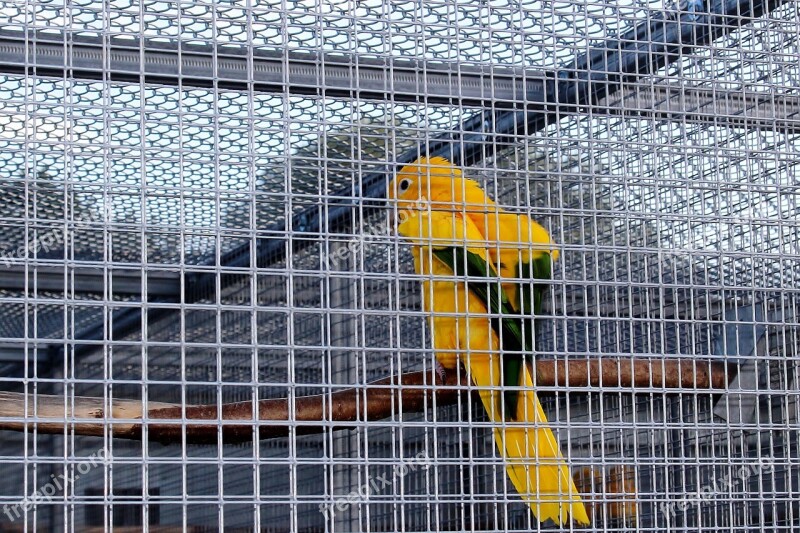 Captivity Cage Bird Cage Bird Parakeet