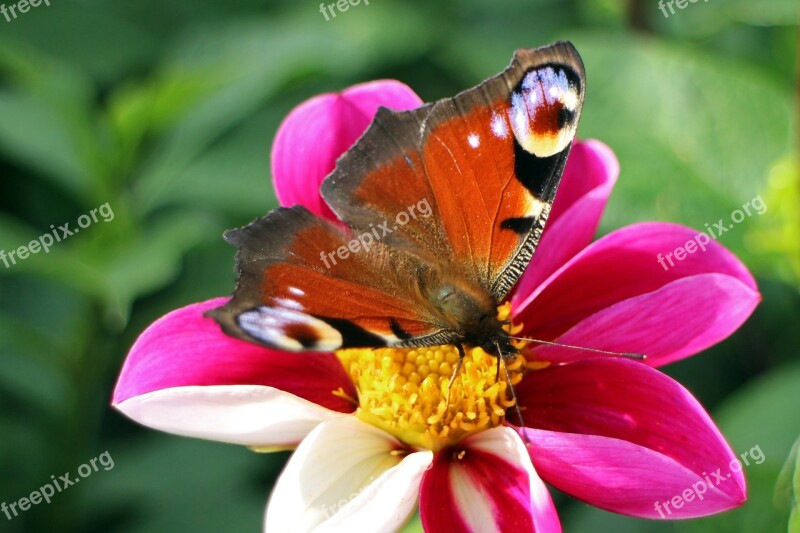 Peacock Butterfly Butterfly Peacock Butterflies Edelfalter