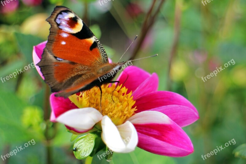 Peacock Butterfly Butterfly Peacock Butterflies Edelfalter