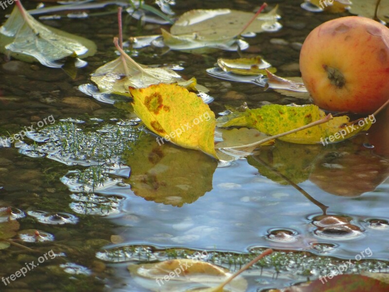 Autumn Water Nature Leaf Apple