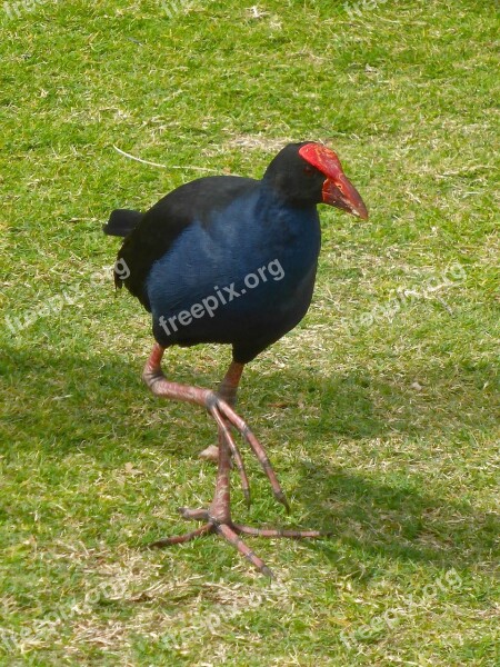 Water Hen Fowl Bird Wildlife Australian