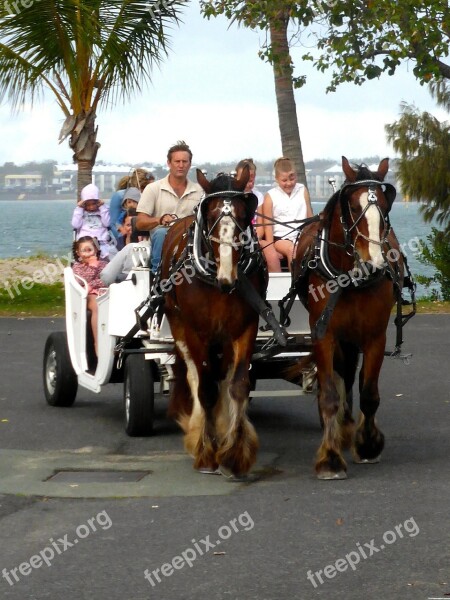 Horse Carriage Cart Transportation Travel