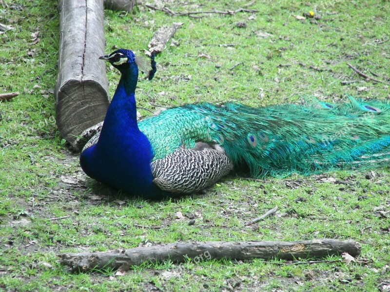 Peacock Bird Zoo Pen Colored