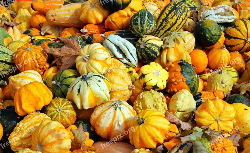 Pumpkins Autumn October Harvest Vegetables