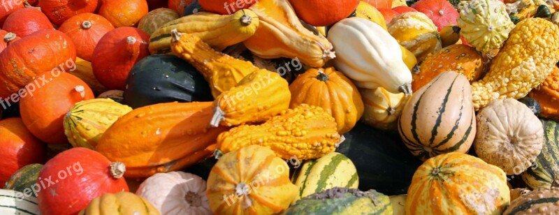 Pumpkins Autumn October Harvest Vegetables