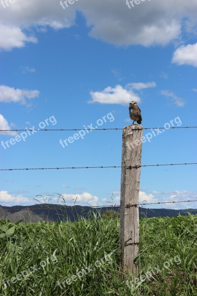 Owl Nature Bird Free Photos