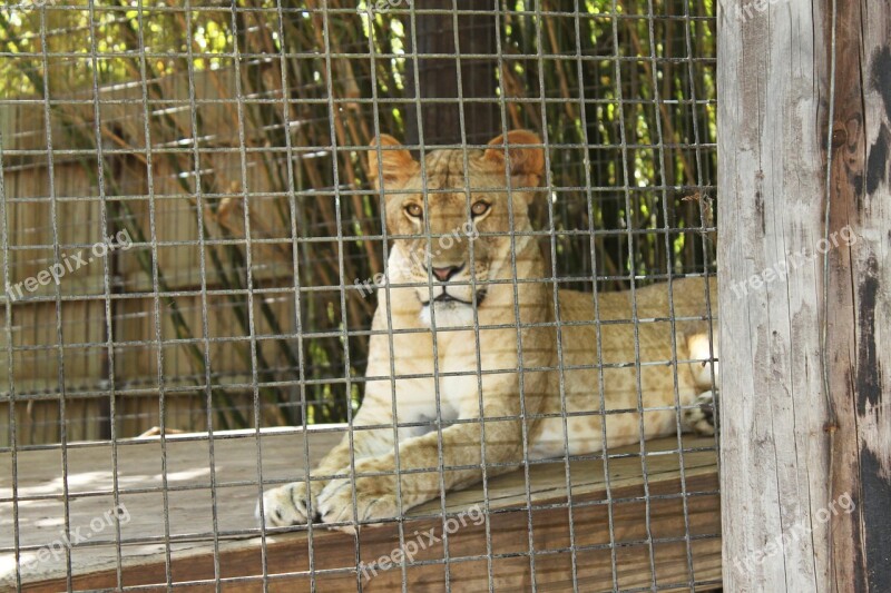 Lion Lioness Animal Zoo Zoological