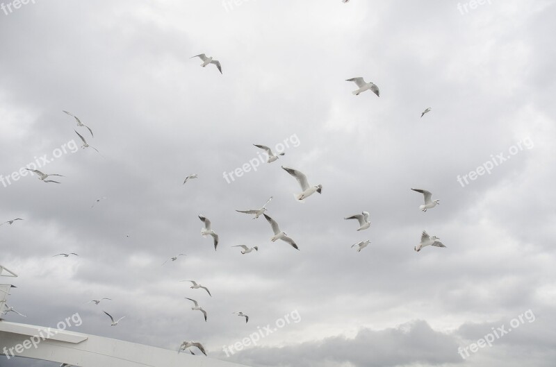 Seagull Sky Cloud Birds Free Photos