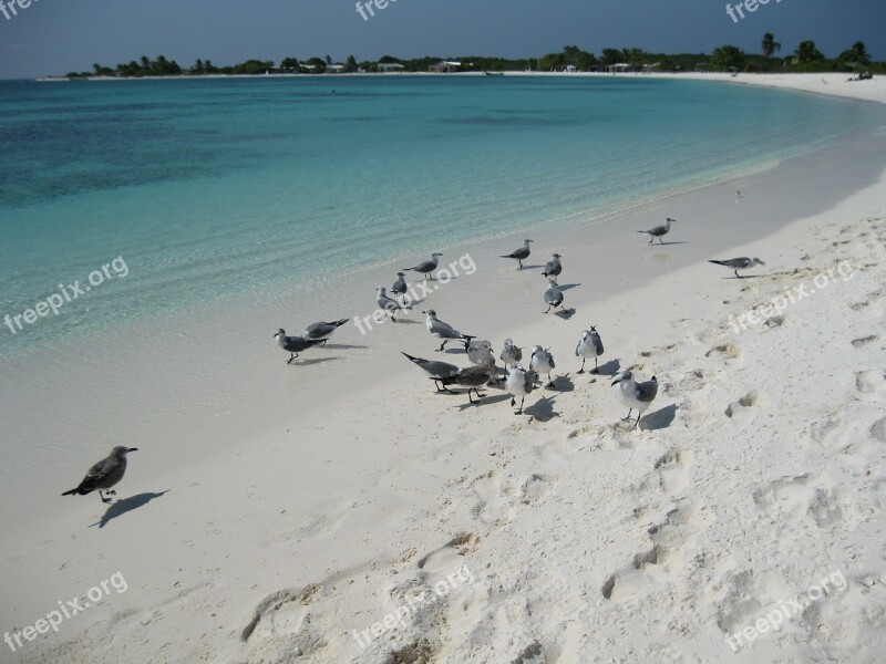 Sea Beach Seagulls Nature Los Roques