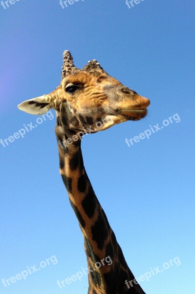 Giraffe Zoo Africa Neck Large