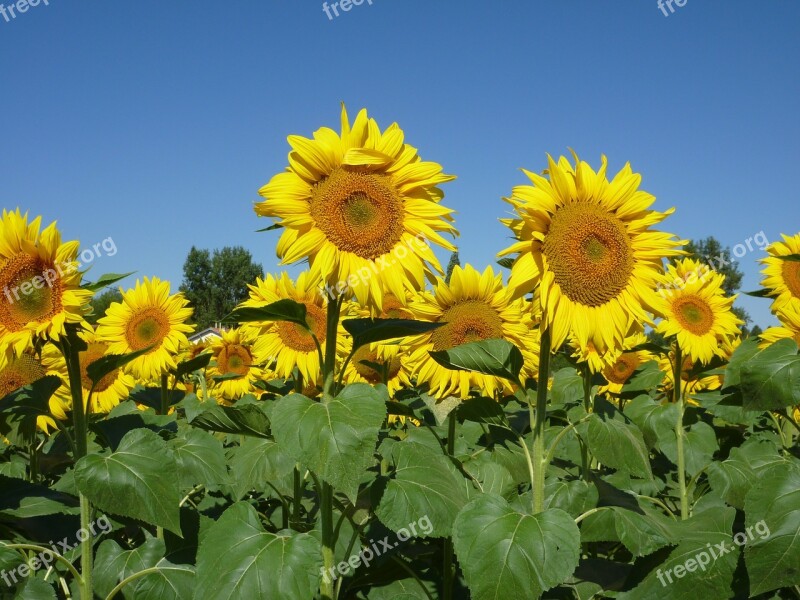 Sunflowers Sky Summer Free Photos