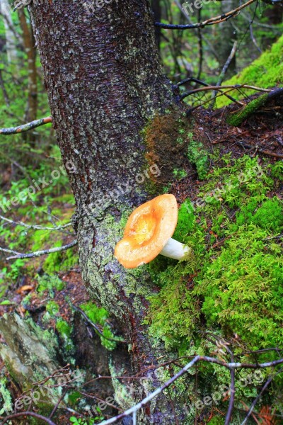 Fungus Nature Forest Mushrooms Fall Forest