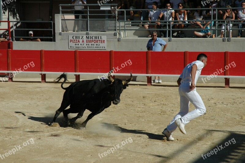 Bull Raseteur Arenas Free Photos