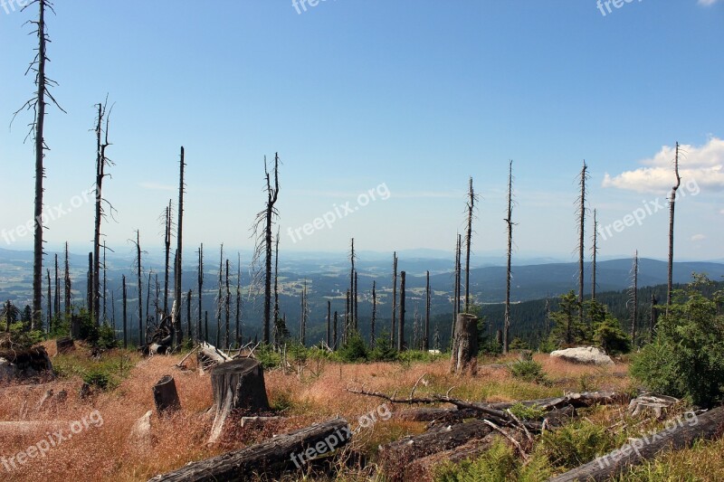 Landscape Trees Nature Summer Heaven