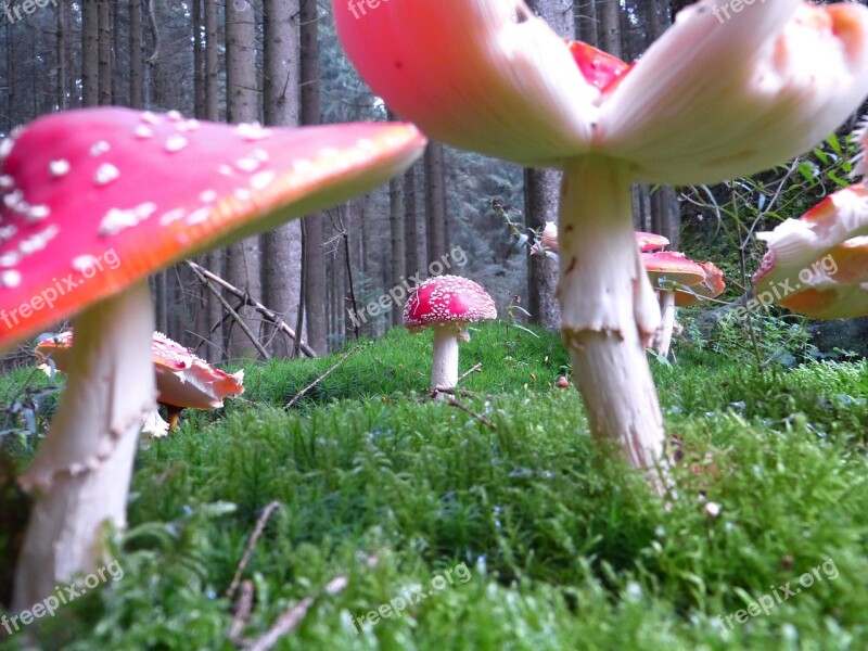 Fly Agaric Mushroom Mushrooms Red Fly Agaric Mushroom Toxic