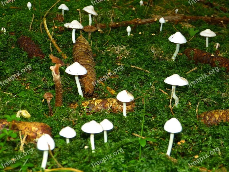 Mushrooms White Forest Floor Moss Autumn