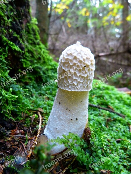 Morel Mushroom Hose Mushroom Smell Fruiting Bodies