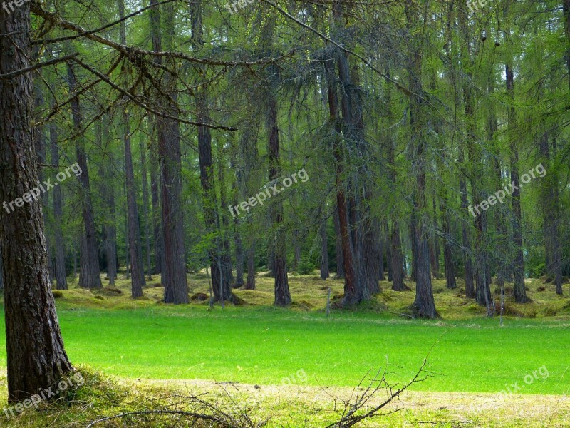 Forest Larch Forest Trees Strains Pine Family