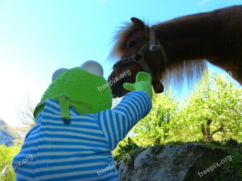 Horse Pony Animal Wuschelig Mane