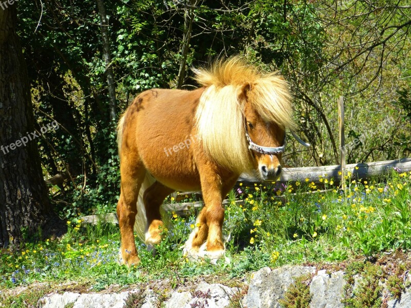 Horse Pony Animal Wuschelig Mane