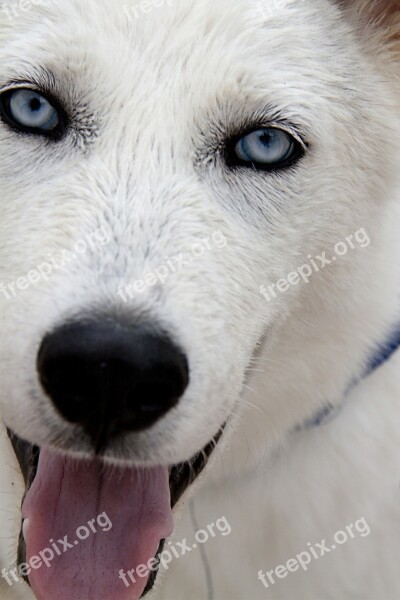 Dog Tongue White Fur Blue Eye